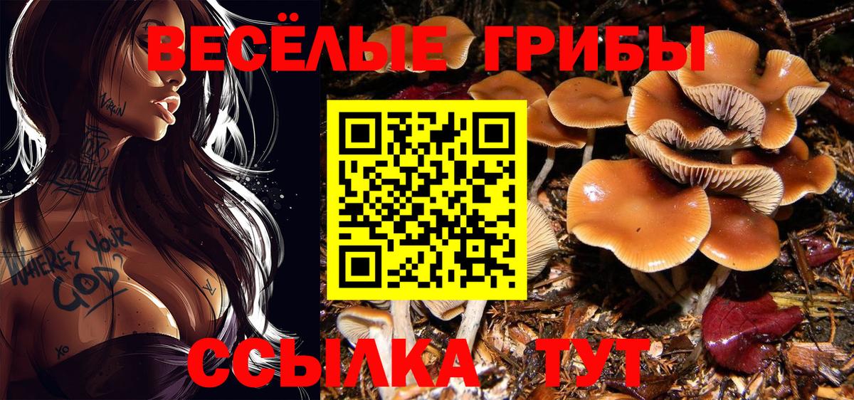 Галлюциногенные грибы Psilocybe Родники